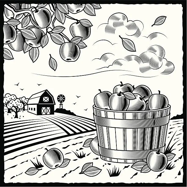 Vector illustration of Landscape with apple harvest black and white