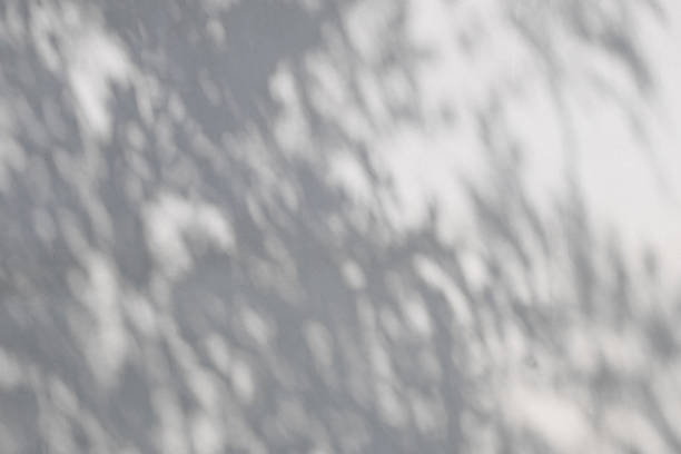 istock Shadow of leaves on a wall for background 1200988304