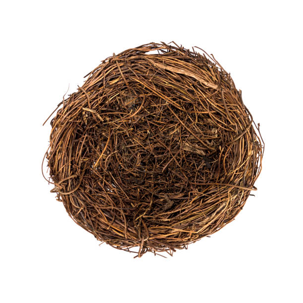 istock Bird's nest, Easter mood. Easter symbol, a natural nest of branches. 1200988885
