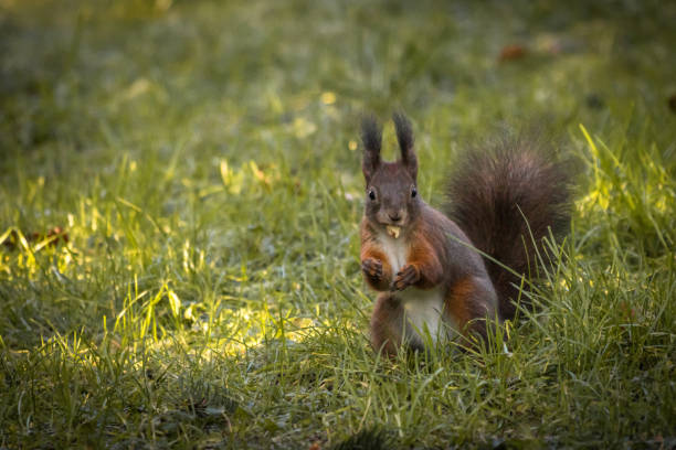 istock cute and funny squirrel adventures in the forest 1200988911