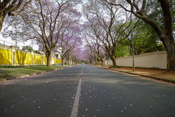 Jacaranda trees align the streets of the suburb of Houghton, Johannesburg, South Africa stock photo