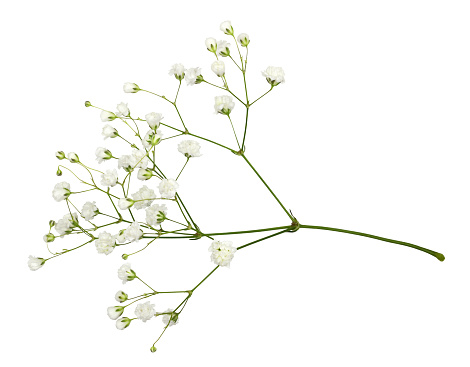 Primer plano de pequeñas flores blancas de gypsophila photo