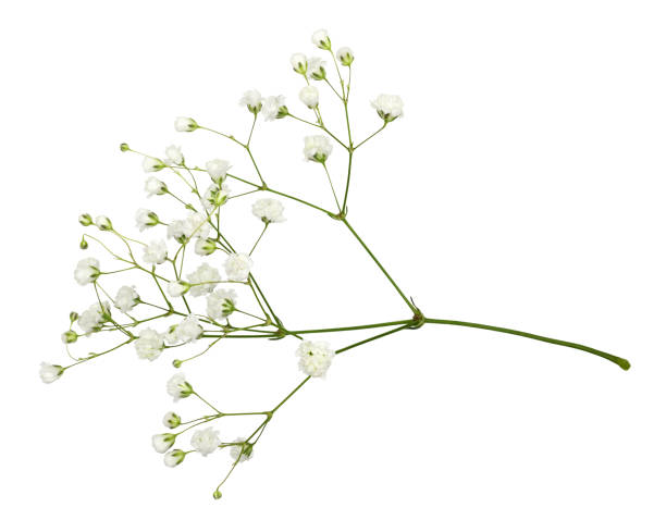 primo piano di piccoli fiori di gypsophila bianchi - small bouquet foto e immagini stock