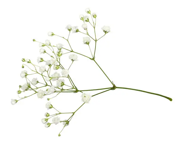 Closeup of small white gypsophila flowers isolated on white