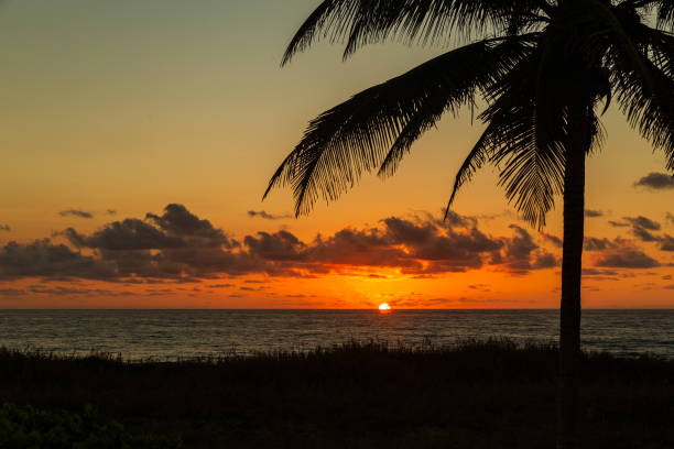 Sun rising over the Atlantic Ocean with a palm tree framing the beautiful scene. The sun peaking out over the Atlantic Ocean on Delray Beach in Florida. delray beach fl stock pictures, royalty-free photos & images