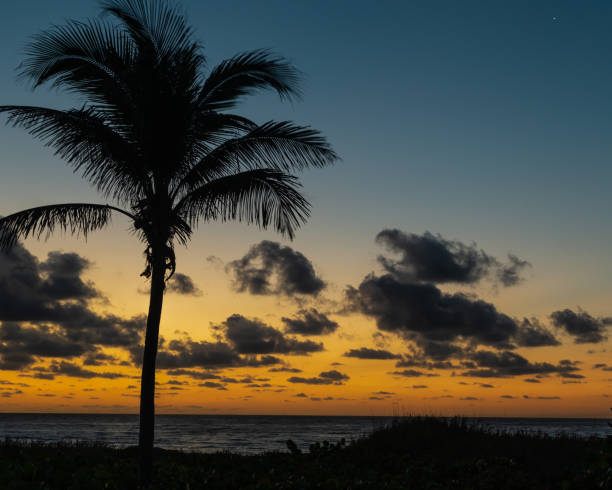 istock Orange sunrise on the beach with a palm tree in Florida. 1200990824