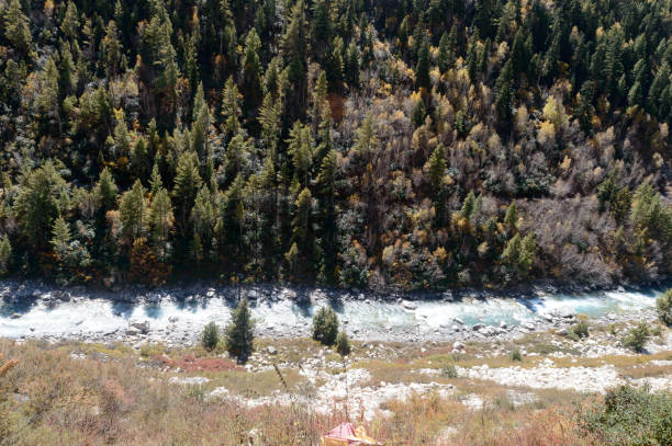 ariel view que fluye el agua y el bosque de pinos - ariel cisjordania fotografías e imágenes de stock