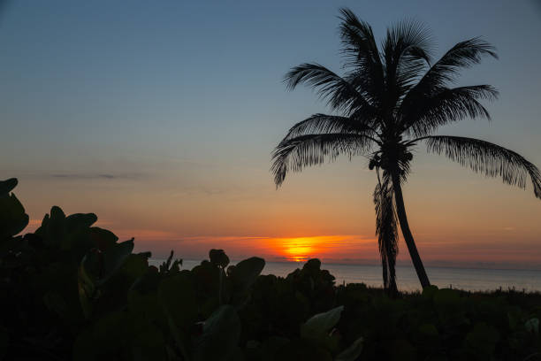 Palm tree on the Florida coast as the sun rises over the Atlantic Ocean. Blue sky and palm tree with the orange sun rising on Delray Beach in Florida. delray beach fl stock pictures, royalty-free photos & images