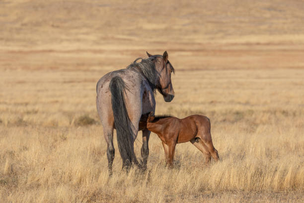 istock Wild Horse Mare and Foal in Utah 1200991795