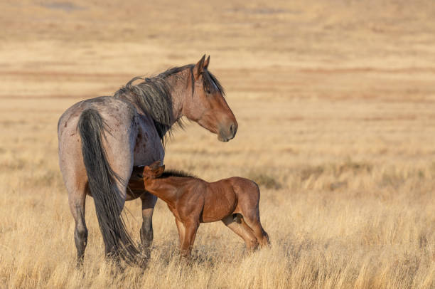 istock Wild Horse Mare and Foal in Utah 1200992153