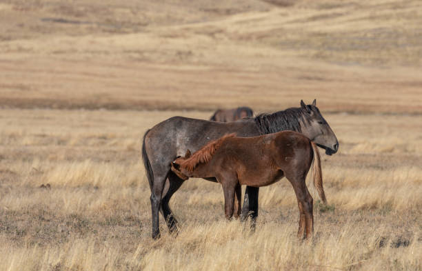 istock Wild Horse Mare and Foal in Utah 1200992155