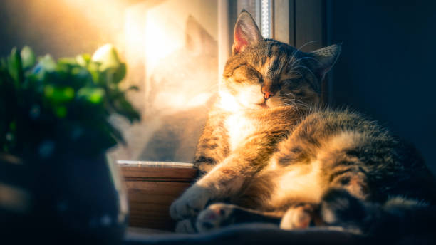 chubby cat dreaming of spring in winter time stock photo