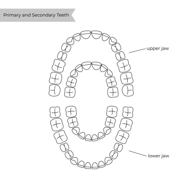 вект�орная изолированная иллюстрация зуба - premolar stock illustrations