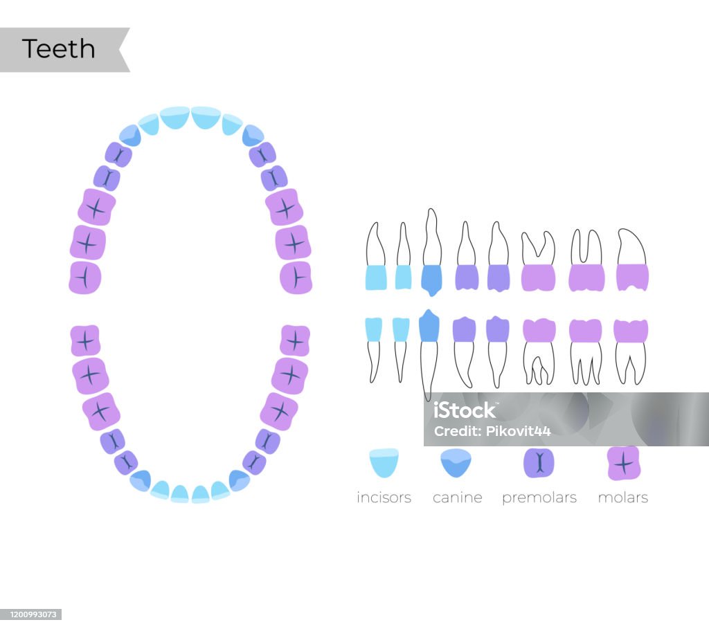 Vector Tooth Chart Vector Isolated Illustration Of Tooth Stock Illustration - Download ...