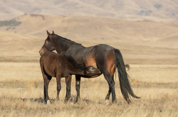 istock Wild Horse Mare and Foal in Utah 1200993115