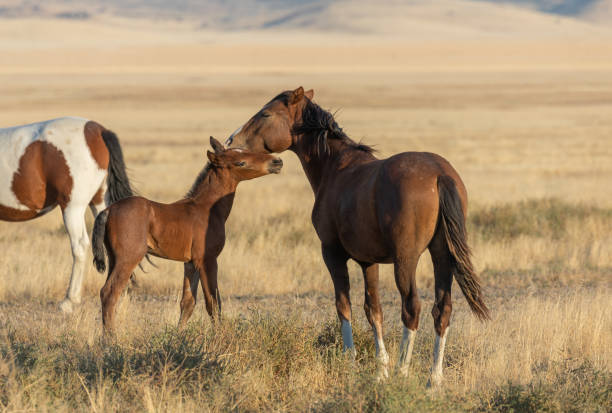 istock Wild Horse Mare and Foal in Utah 1200993276