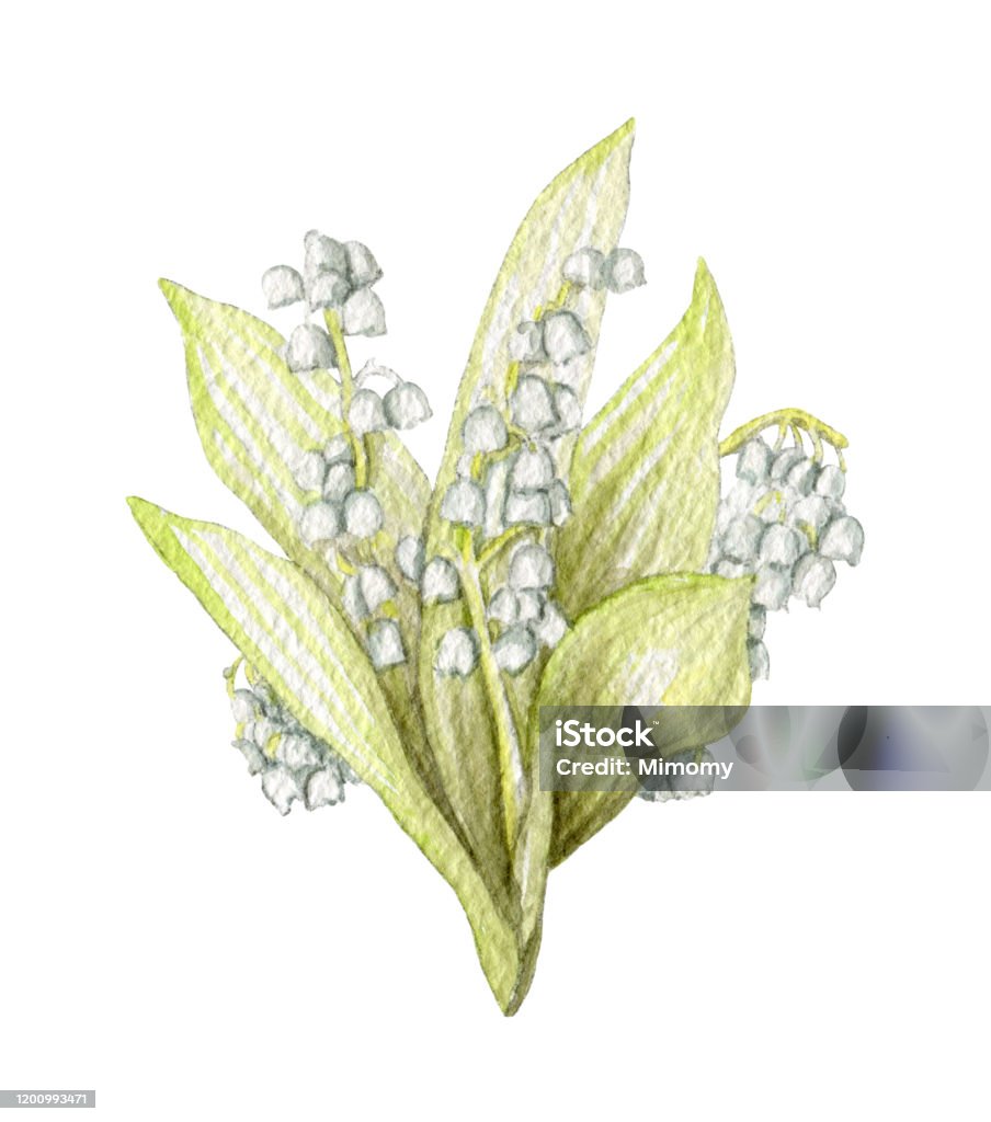 Watercolor Bouquet With Maylily Stock Illustration - Download Image Now -  Lily-of-the-valley, Illustration, Art - iStock