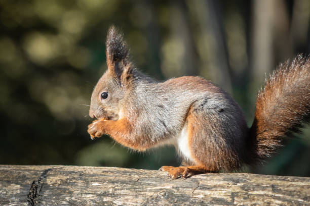 istock cute and funny squirrel adventures in the forest 1200993593