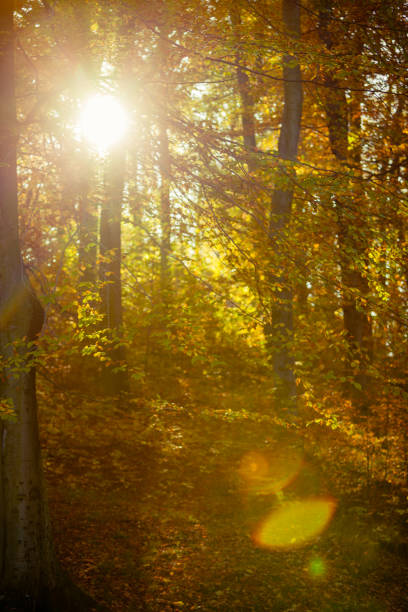 Sunbeams trough autumnal fall trees in park. Sunlight in autumn forest