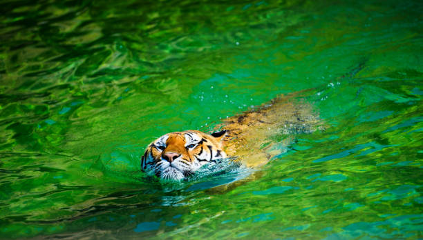 istock beautiful swimming tiger 1200994745