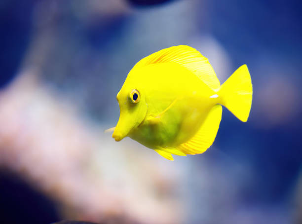 Fish, Yellow Tang, Zebrasoma flavescens