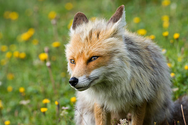 Raposa Montanha em um Prado Alpino - fotografia de stock