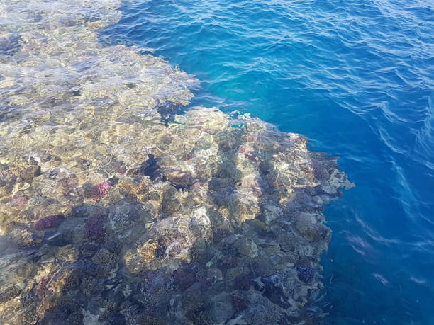 istock a coral reef on the surfcace 1200996666