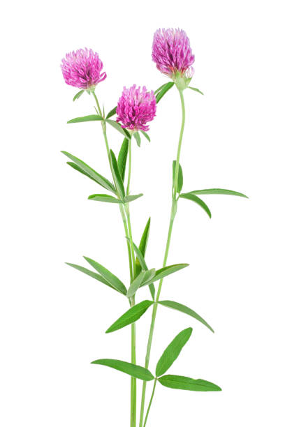istock Clover or trefoil flower medicinal herbs isolated on white background 1200997932
