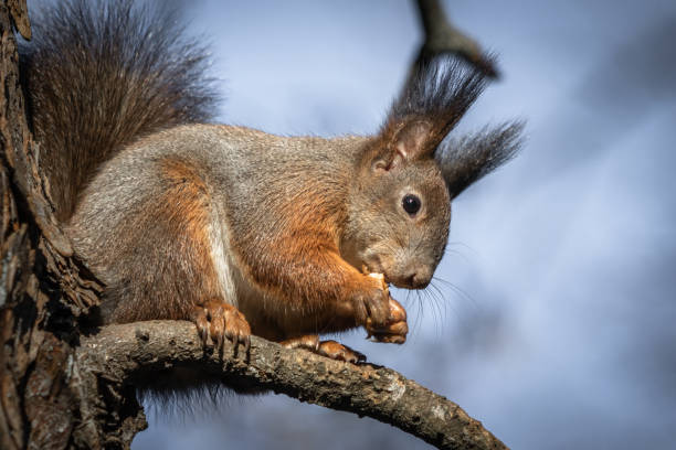 istock cute and funny squirrel adventures in the forest 1200999391
