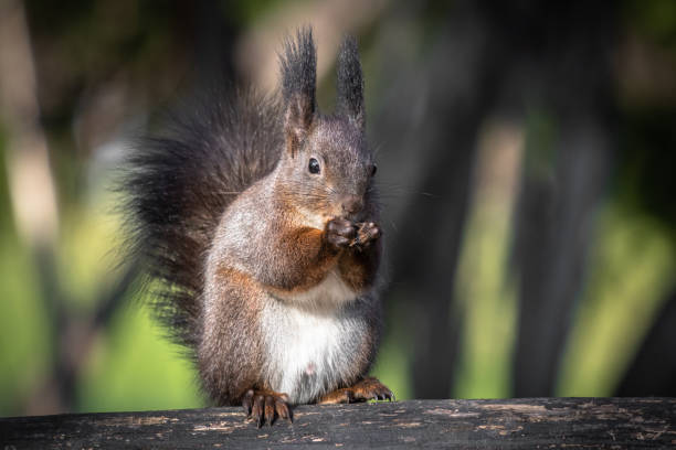 istock cute and funny squirrel adventures in the forest 1200999499