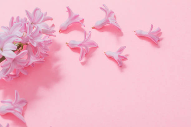 istock pink hyacinth on pink paper background 1201000232