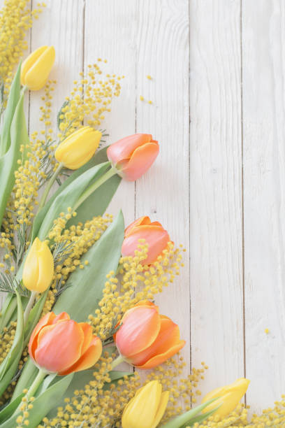 tulips and mimosa on white wooden background tulips and mimosa on white wooden background march month stock pictures, royalty-free photos & images