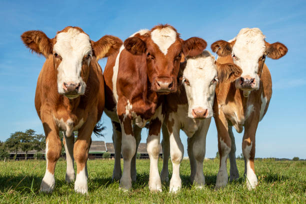 istock Four young cows in a row upright in a green meadow 1201001121