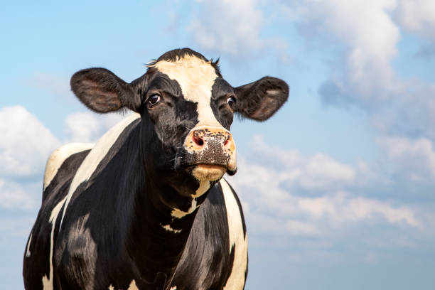 istock Cow looking funny, pink nose, in front of a blue sky. 1201001833