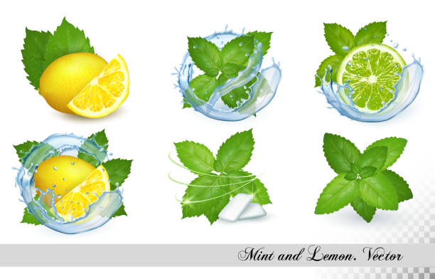 illustrazioni stock, clip art, cartoni animati e icone di tendenza di collezione di foglie fresche di menta e melissa con limone e lime in spruzzi d'acqua. insieme vettoriale - mint peppermint water leaf