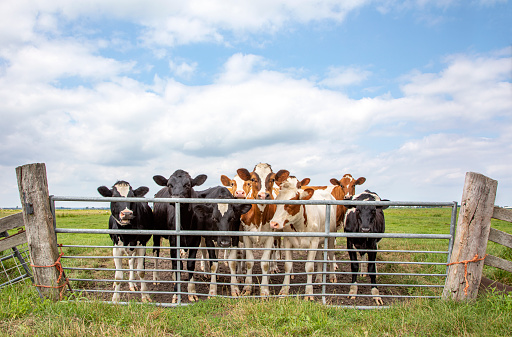Group of young cows behind a gate, together standing in a green pasture, next to each other with at the background a blue sky.