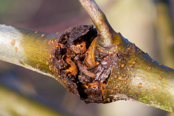 canker na jabłoni - apple rotting fruit apple tree zdjęcia i obrazy z banku zdjęć