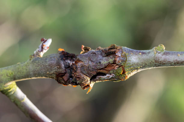 canker na jabłoni - apple rotting fruit apple tree zdjęcia i obrazy z banku zdjęć