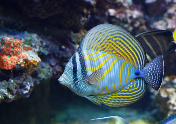 istock Fish Zebrasoma desjardinii 1201002820