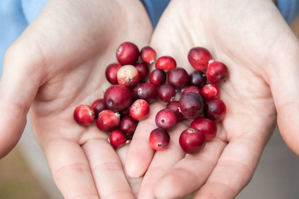 istock Woman hands holding ripe red cranberries 1201004941