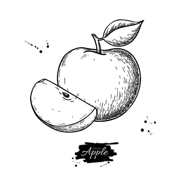 ilustrações, clipart, desenhos animados e ícones de desenho do vetor de apple. mão desenhada frutas e fatia. comida de verão - caroço da maçã