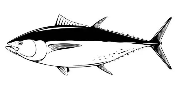 Vector illustration of Bluefin tuna fish black and white