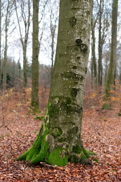 Beech forest in autumn.