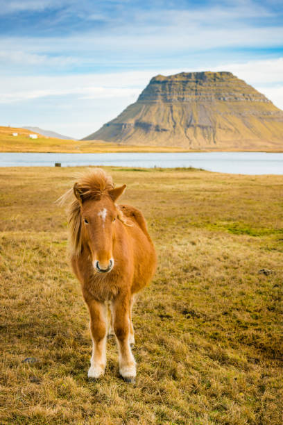 Horse and Kirkjufell mountain, Iceland Horse and Kirkjufell mountain (463 m high), located on on Snæfellsnes peninsula, the region in western Iceland. kirkjufell stock pictures, royalty-free photos & images