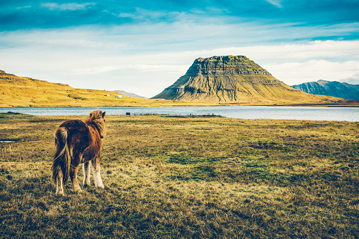 Horse and Kirkjufell mountain (463 m high), located on on Snæfellsnes peninsula, the region in western Iceland.