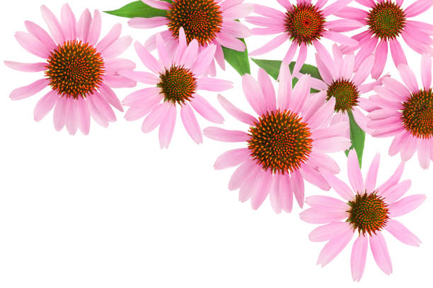 Spring Background