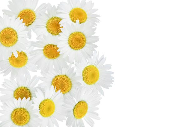 istock chamomile or daisies isolated on white background with copy space for your text. Top view. Flat lay 1201010066