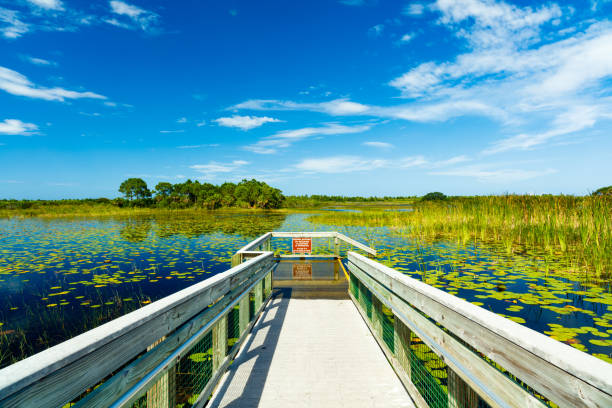 Florida Nature Preserve stock photo