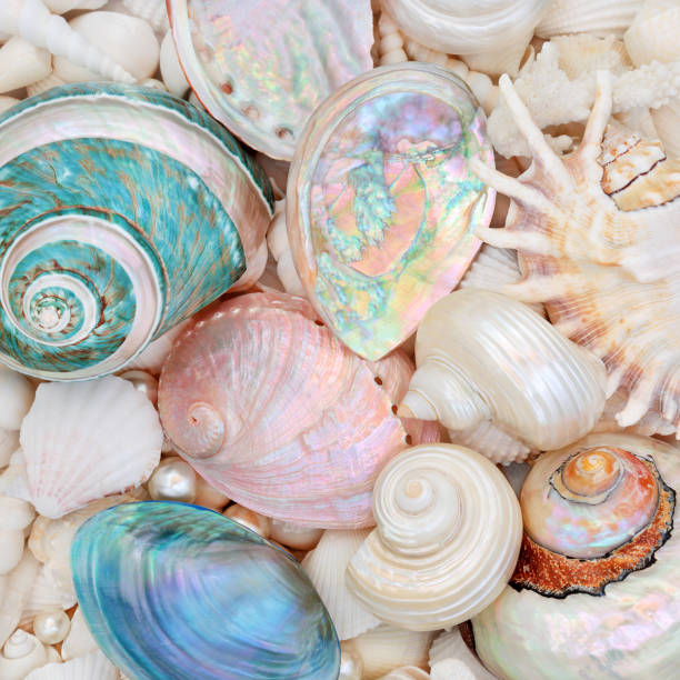 istock Natural Seashell Beauty with Mother of Pearl Shells 1201012937