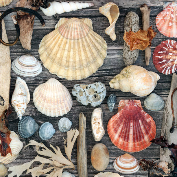 istock Treasure of the Sea Abstract 1201013007